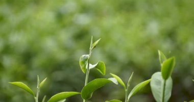 Kamelya Sinensis organik çiftliğinde yeşil çay ağacı yaprağı bitkisi. Ağaç çay tarlalarını kapatın sabah yeşil doğa arka planı. Taze taze tomurcuk bitkisel yeşil çay ağacı çiftlikte