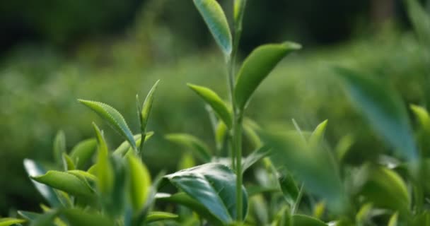 Groene Thee Boom Bladeren Veldplant Camellia Sinensis Biologische Boerderij Sluiten — Stockvideo