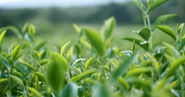 Groene Thee Boom Bladeren Veldplant Camellia Sinensis Biologische Boerderij Sluiten — Stockvideo