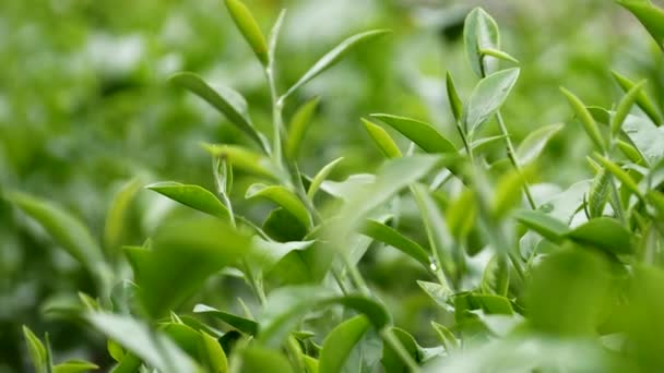 椿の緑の茶の木は畑の植物を有機農場に残します 午前中に木茶プランテーション山緑の自然背景を閉じます 新鮮な若い柔らかい芽ハーブ緑の茶の木で農場 — ストック動画