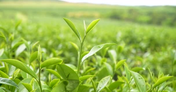 Листя Зеленого Чайного Дерева Польовий Завод Органічній Фермі Camellia Sinensis — стокове відео