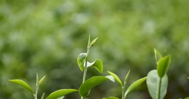 Zielona Herbata Liście Roślin Pole Camellia Sinensis Gospodarstwie Ekologicznym Zamknij — Wideo stockowe