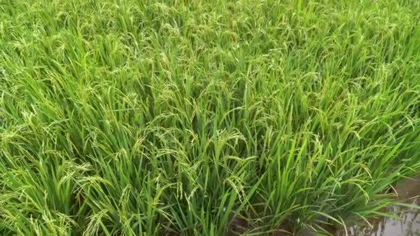 Ris Field Grønt Landbrug Økosystem Asiatiske Ris Uafskallet Felt Vietnam – Stock-video