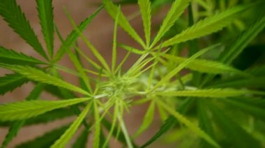 Yeşil ot marihuana ağacı esrarı CBC serasında narkotik bitkiler yetiştirir. Kenevir yaprağı kenevir ham petrol ilaç çiftliği yaptı. Tam kan sayımı, THC bitki tarımı, ot yaprağı ilacı. Tıp sürdürülebilirlik kavramı