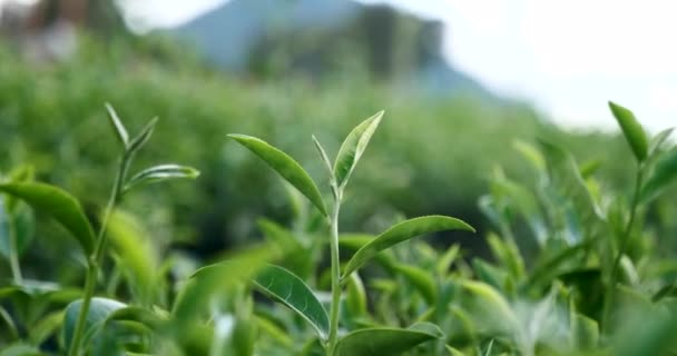 나무는 Camellia Sinensis 유기농 농장의 플랜트를 떠난다 나무찻 농장을 아침에 — 비디오