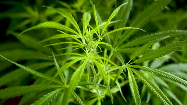 Erba Verde Marijuana Albero Pianta Cannabis Narcotico Base Erbe Serra — Video Stock
