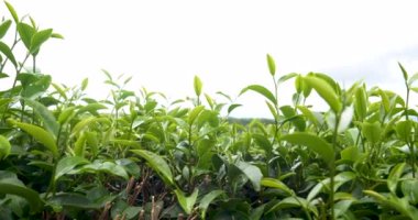Kamelya Sinensis organik çiftliğinde yeşil çay ağacı yaprağı bitkisi. Ağaç çay tarlalarını kapatın sabah yeşil doğa arka planı. Taze taze tomurcuk bitkisel yeşil çay ağacı çiftlikte