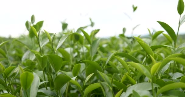 Arbre Thé Vert Laisse Plante Champ Dans Ferme Biologique Camellia — Video