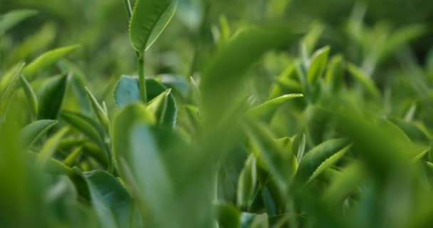 Zielona Herbata Liście Roślin Pole Camellia Sinensis Gospodarstwie Ekologicznym Zamknij — Wideo stockowe