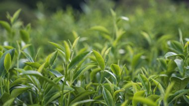 Yeşil çay ağacı tarlada taze taze tomurcuk bitkisel yeşil çay ağacı kamelya sinensis organik çiftliğinde. Taze Ağaç çay tarlalarını kapatın. Dağ yeşili doğa bitkisel bitki arka planında.