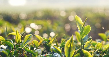 Yeşil çay ağacı organik tarım günışığında kamelya sinensis yaprakları bırakır. Yaz sabahı taze taze taze tomurcuk çiftliği. Güneş ışığı yeşil çay ağacı bitkisi. Ağaç çayını kapatın Sabah yeşil doğa