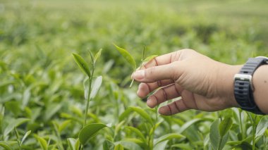 Yeşil çay ağacı koparan kadın tomurcuk topluyor taze kamelya sinensis organik çiftlikten ayrılıyor. El ele tutuşup, siyah yeşil çay topluyorum bitkisel tarım. Kadın Black Tea çiftliğinde çalışıyor.