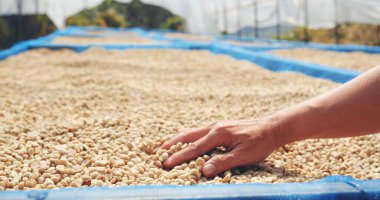 El 'i çiğ kahve çekirdeğiyle kapatın kuru yeşil tohum yığını. Çiftçinin elleri eko çiftliğinde kızarmamış tahıl seçti. Arap çiftliği kahve çekirdeği tarımı objeleri. Güneş kurutulmuş taze siyah kahve.