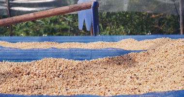 El 'i çiğ kahve çekirdeğiyle kapatın kuru yeşil tohum yığını. Çiftçinin elleri eko çiftliğinde kızarmamış tahıl seçti. Arap çiftliği kahve çekirdeği tarımı objeleri. Güneş kurutulmuş taze siyah kahve.