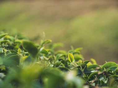 Yeşil çay ağacı tarlada taze taze tomurcuk bitkisel yeşil çay ağacı kamelya sinensis organik çiftliğinde. Taze Ağaç çay tarlalarını kapatın. Dağ yeşili doğa bitkisel bitki arka planında.