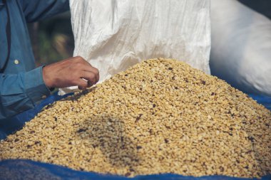 El 'i çiğ kahve çekirdeğiyle kapatın kuru yeşil tohum yığını. Çiftçinin elleri eko çiftliğinde kızarmamış tahıl seçti. Arap çiftliği kahve çekirdeği tarımı objeleri. Güneş kurutulmuş taze siyah kahve.