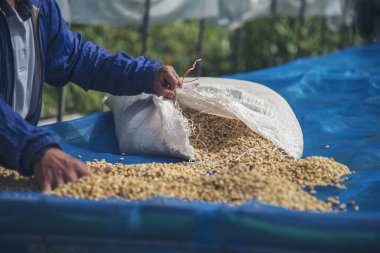 El 'i çiğ kahve çekirdeğiyle kapatın kuru yeşil tohum yığını. Çiftçinin elleri eko çiftliğinde kızarmamış tahıl seçti. Arap çiftliği kahve çekirdeği tarımı objeleri. Güneş kurutulmuş taze siyah kahve.