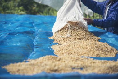 El 'i çiğ kahve çekirdeğiyle kapatın kuru yeşil tohum yığını. Çiftçinin elleri eko çiftliğinde kızarmamış tahıl seçti. Arap çiftliği kahve çekirdeği tarımı objeleri. Güneş kurutulmuş taze siyah kahve.