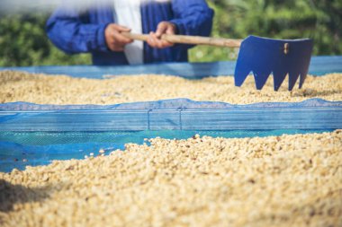 El 'i çiğ kahve çekirdeğiyle kapatın kuru yeşil tohum yığını. Çiftçinin elleri eko çiftliğinde kızarmamış tahıl seçti. Arap çiftliği kahve çekirdeği tarımı objeleri. Güneş kurutulmuş taze siyah kahve.