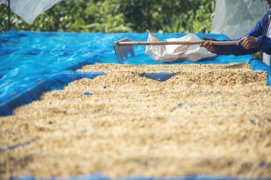 El 'i çiğ kahve çekirdeğiyle kapatın kuru yeşil tohum yığını. Çiftçinin elleri eko çiftliğinde kızarmamış tahıl seçti. Arap çiftliği kahve çekirdeği tarımı objeleri. Güneş kurutulmuş taze siyah kahve.