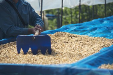 El 'i çiğ kahve çekirdeğiyle kapatın kuru yeşil tohum yığını. Çiftçinin elleri eko çiftliğinde kızarmamış tahıl seçti. Arap çiftliği kahve çekirdeği tarımı objeleri. Güneş kurutulmuş taze siyah kahve.