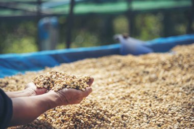 El 'i çiğ kahve çekirdeğiyle kapatın kuru yeşil tohum yığını. Çiftçinin elleri eko çiftliğinde kızarmamış tahıl seçti. Arap çiftliği kahve çekirdeği tarımı objeleri. Güneş kurutulmuş taze siyah kahve.