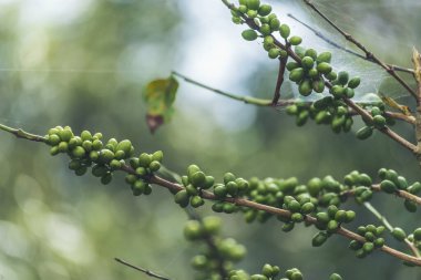 Yeşil kahve çekirdeği tohumu ekimi taze çiğ kahve ağacı eko organik çiftliğinde yetişiyor. Yeşil tohumlu böğürtlen hasadı Arabika kahve bahçesini kapatın. Taze kahve fasülyesi yeşil yaprak çalısı ekoloji böğürtlen