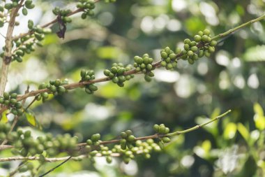 Yeşil kahve çekirdeği tohumu ekimi taze çiğ kahve ağacı eko organik çiftliğinde yetişiyor. Yeşil tohumlu böğürtlen hasadı Arabika kahve bahçesini kapatın. Taze kahve fasülyesi yeşil yaprak çalısı ekoloji böğürtlen