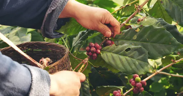 Close up hands harvest red seed in basket robusta arabica plant farm. Coffee plant farm woman Hands harvest raw coffee beans. Ripe Red berries plant fresh seed coffee tree growth in green eco farm
