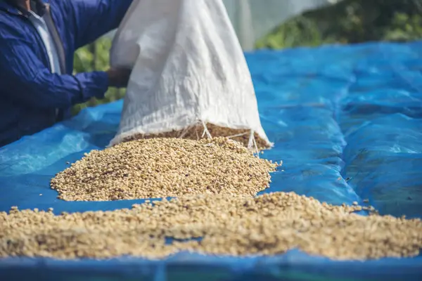 El 'i çiğ kahve çekirdeğiyle kapatın kuru yeşil tohum yığını. Çiftçinin elleri eko çiftliğinde kızarmamış tahıl seçti. Arap çiftliği kahve çekirdeği tarımı objeleri. Güneş kurutulmuş taze siyah kahve.