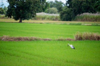 Vietnam çeltik tarlası, Asya altın çeltik tarlası. Tarım ekimi altın, yeşil pirinç terasları tropikal güneş doğumlu organik çiftlikler. Eko tarım pirinç manzarası konsepti