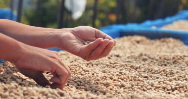 El 'i çiğ kahve çekirdeğiyle kapatın kuru yeşil tohum yığını. Çiftçinin elleri eko çiftliğinde kızarmamış tahıl seçti. Arap çiftliği kahve çekirdeği tarımı objeleri. Güneş kurutulmuş taze siyah kahve.