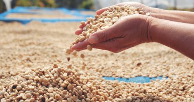 El 'i çiğ kahve çekirdeğiyle kapatın kuru yeşil tohum yığını. Çiftçinin elleri eko çiftliğinde kızarmamış tahıl seçti. Arap çiftliği kahve çekirdeği tarımı objeleri. Güneş kurutulmuş taze siyah kahve.