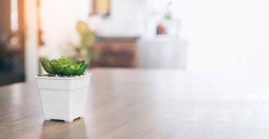 Banner Kaktüsü tahta masa arkası tasarımı iç tasarım tasarımı tasarım elementi. Ürün mobilya masası bulanık arkaplanı göster. Süslü Bahçede kaktüs, minimalist afiş ve kopya alanı