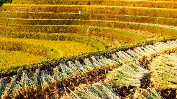 Asian golden rice paddy field vietnam green farm. Harvest agriculture planting cultivation gold, green rice terraces organic farm with tropical natural sunrise. Eco agriculture rice landscape concept