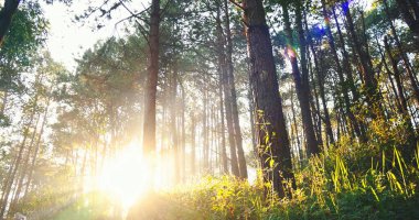 Orman yeşili ağaçlar ormanlık alanda sihirli güneş ışığı ışığı. Sakin yeşil ormanda güzel güneş ışınları. Işın ışığından dışarı ışınlayın. Doğal bulanık arkaplan yaz zamanı.