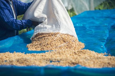 El 'i çiğ kahve çekirdeğiyle kapatın kuru yeşil tohum yığını. Çiftçinin elleri eko çiftliğinde kızarmamış tahıl seçti. Arap çiftliği kahve çekirdeği tarımı objeleri. Güneş kurutulmuş taze siyah kahve.
