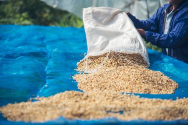 El 'i çiğ kahve çekirdeğiyle kapatın kuru yeşil tohum yığını. Çiftçinin elleri eko çiftliğinde kızarmamış tahıl seçti. Arap çiftliği kahve çekirdeği tarımı objeleri. Güneş kurutulmuş taze siyah kahve.