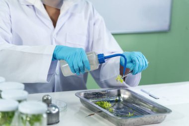 Biochemistry asian Scientist women working plants tissue culture biotechnology in science lab. Biotech Laboratory asian woman look at Glass Petri Dish, plants tissue culture jar. Biosynthesis process