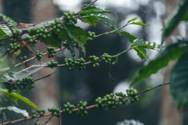 Yeşil kahve çekirdeği tohumu ekimi taze çiğ kahve ağacı eko organik çiftliğinde yetişiyor. Yeşil tohumlu böğürtlen hasadı Arabika kahve bahçesini kapatın. Taze kahve fasülyesi yeşil yaprak çalısı ekoloji böğürtlen