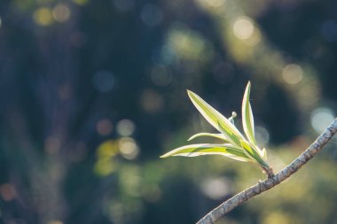 Çimen tarlası gün batımı. Güneşin altında çimlerle kaplı güzel bir manzara. Kırsal alan cenneti. Güneş ışığı doğarken çimen çayırı. Gün batımı şafak manzarası canlı yatay manzara