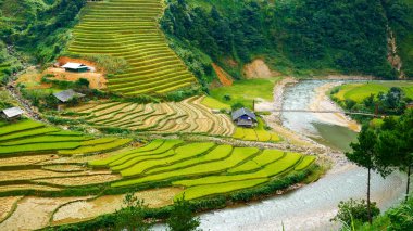 Vietnam çeltik tarlası, Asya altın çeltik tarlası. Tarım ekimi altın, yeşil pirinç terasları tropikal güneş doğumlu organik çiftlikler. Eko tarım pirinç manzarası konsepti