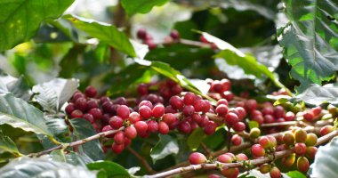 Coffee plant farm woman Hands harvest raw coffee beans. Ripe Red berries plant fresh seed coffee tree growth in green eco farm. Close up hands harvest red seed in basket robusta arabica plant farm.