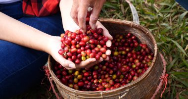 Coffee plant farm woman Hands harvest raw coffee beans. Ripe Red berries plant fresh seed coffee tree growth in green eco farm. Close up hands harvest red seed in basket robusta arabica plant farm.