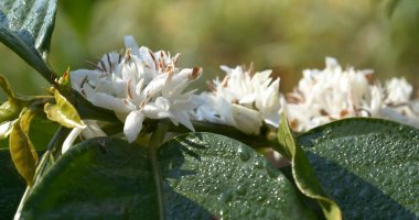 Kahve çiçeği yeşil doğa beyaz renk çiçek. Kahve ağacındaki beyaz çiçek Robusta arabica meyveleri kahve çiftliği bahçesinde. Taze fasulye tarlası. Yeşil organik çiftlikte tarım büyümesi