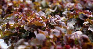 Salata çiftliği sebzesi, kırmızı meşe marulu. Taze organik hidroponik sebze tarlasını kapatın. Kırmızı yeşil salata hidroponik tarım çiftliği oluşturun. Yeşil organik tarım çiftliğinde kırmızı meşe salatası..