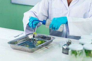 Biochemistry asian Scientist women working plants tissue culture biotechnology in science lab. Biotech Laboratory asian woman look at Glass Petri Dish, plants tissue culture jar. Biosynthesis process