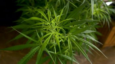 Yeşil Marihuana ağacı esrarı seraya narkotik bitkiler eker. Kenevir yaprağı, ecza çiftliğinde kenevir ham yağı yaptı. Ot yaprağı Uyuşturucu ve İlaç Sağlık Konsepti 'nden CBC, THC bitki tarımı