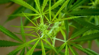Yeşil Marihuana ağacı esrarı seraya narkotik bitkiler eker. Kenevir yaprağı, ecza çiftliğinde kenevir ham yağı yaptı. Ot yaprağı Uyuşturucu ve İlaç Sağlık Konsepti 'nden CBC, THC bitki tarımı