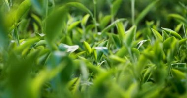 Kamelya Sinensis organik çiftliğinde yeşil çay ağacı yaprağı bitkisi. Ağaç çay tarlalarını kapatın sabah yeşil doğa arka planı. Taze taze tomurcuk bitkisel yeşil çay ağacı çiftlikte